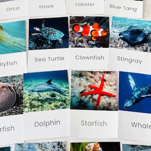 May include: A collection of rectangular educational flashcards featuring photographs of marine life including a jellyfish, sea turtle, clownfish, stingray, pufferfish, dolphin, starfish, and whale, each with its corresponding name printed in black text.