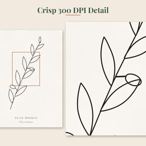 May include: A white print featuring a black line art drawing of an olive branch with leaves and fruit. A thin red square outlines the center of the branch. The text reads Crisp 300 DPI Detail, OLIVE BRANCH, and Olea europaea in black and gray.