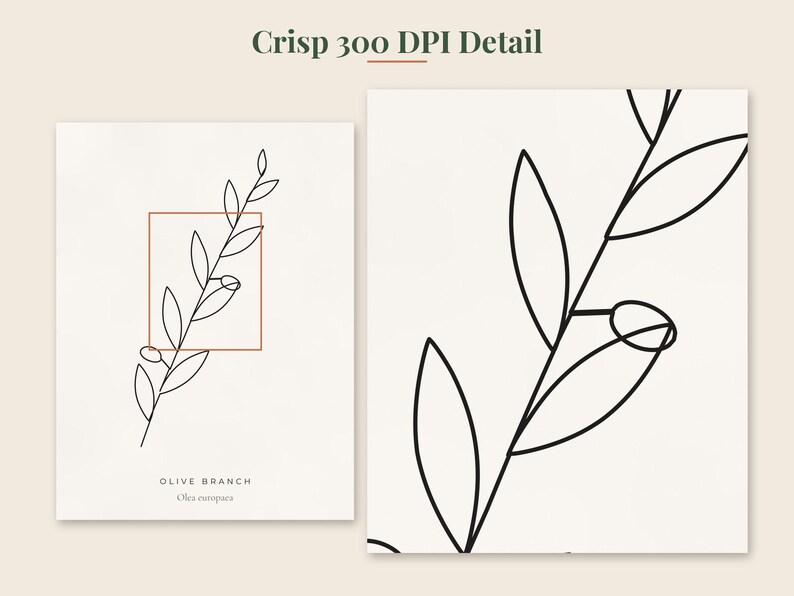 May include: A white print featuring a black line art drawing of an olive branch with leaves and fruit. A thin red square outlines the center of the branch. The text reads Crisp 300 DPI Detail, OLIVE BRANCH, and Olea europaea in black and gray.