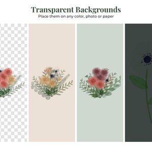 May include: Four vertical panels displaying floral digital graphics. The first shows a bouquet on a transparent checkerboard. The second features a bouquet on a beige background. The third shows a bouquet on a sage green background. The fourth displays a single flower on a dark green background. Text reads: Transparent Backgrounds. Place them on any color, photo or paper.