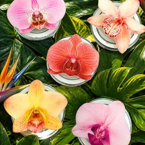 May include: Five circular coasters featuring vibrant orchid blossoms in shades of light pink, peach, coral, yellow, and magenta. Each coaster displays a detailed, high-resolution floral print centered on a clear, round base with a smooth finish.
