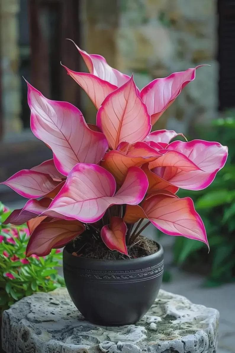 Rare aglaonema - Etsy 日本