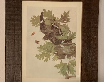 Audubon Print in Antique Cypress Handmade Frame – Louisiana Artisan Piece