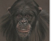 Arte de chimpancé, dibujo Pastel Original, pintura 8 x 10, no una impresión, SFA, arte de pequeño formato, Animal mono dibujo de fauna y flora, ADA-397OA