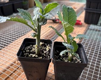 Ethiopian Kale - 2 Small Plants
