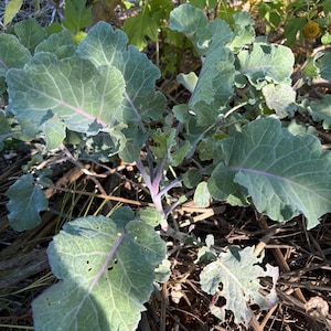 Purple Tree Collards - 2 Small Plants - Tree Collard