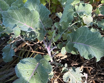 Purple Tree Collards - 2 Small Plants - Tree Collard