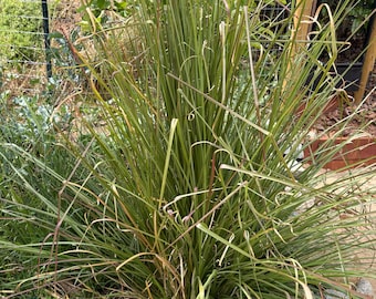 Vetiver Grass - Chrysopogon zizanioides