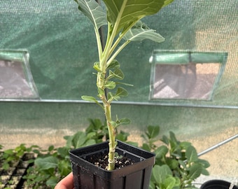 Tree Collard - 1 Green Tree Collard - Older & Taller Plant than other Green Tree Collards listed on this Store