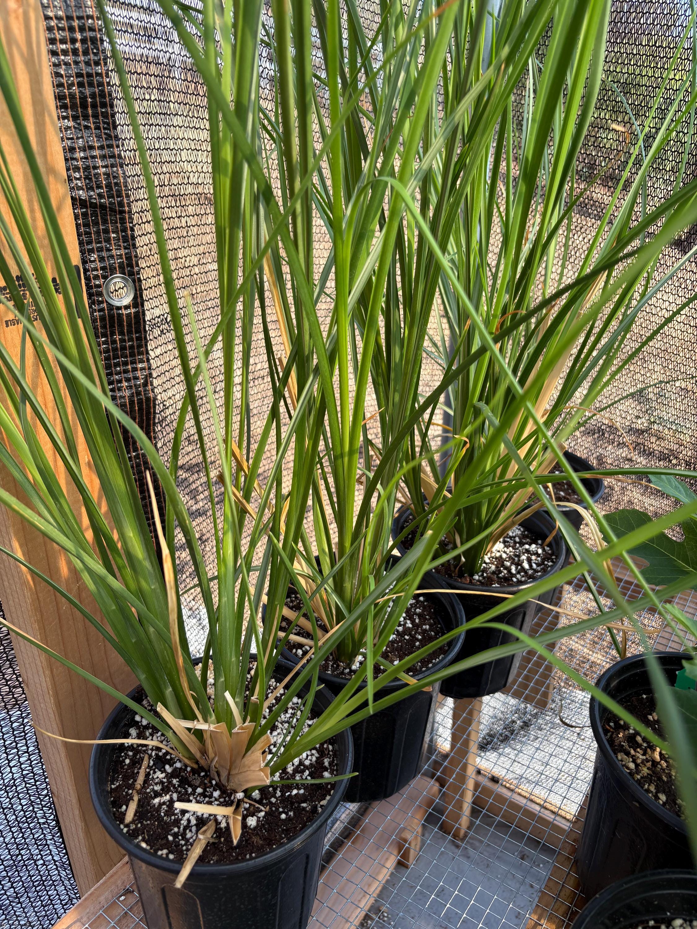 Vetiver Plant - Etsy