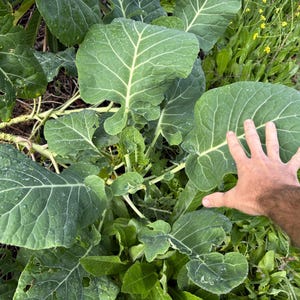 Green Tree Collards - 2 Small Plants - Tree Collard
