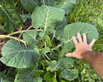 Green Tree Collards - 2 Small Plants - Tree Collard