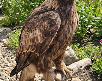 Figura de águila real / Rapaz realista articulada de piel sintética, posada en madera flotante