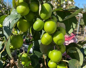 Green Jujube Live Plant, Crisp Taiwan Date Tree Sapling, Indoor/Outdoor Fruit Tree