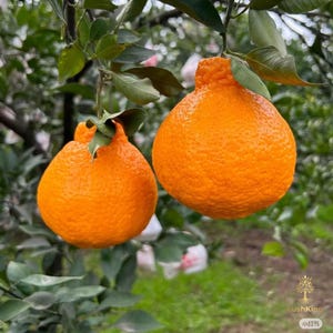Dekopon Mandarin Tree Seedling | Sweet Sumo Citrus Plant, Shiranui Orange Bare Root Sapling