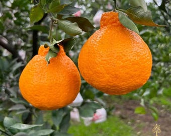 Dekopon Mandarin Tree Seedling | Sweet Sumo Citrus Plant, Shiranui Orange Bare Root Sapling