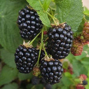 Black Raspberry Live Plant Rubus occidentalis Starter Cane Sweet-Tart Berries Cold-Hardy Fruit Bush
