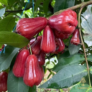 May include: A cluster of vibrant red rose apples hanging from a tree branch. The fruits have a glossy, smooth skin and a bell-like shape. Green leaves and a blue string are also visible.