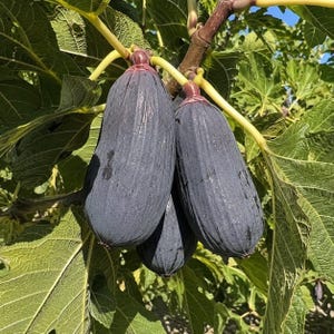 May include: Three elongated, dark purple figs hang from a branch with light green stems. The fruit has a smooth, slightly textured skin with subtle vertical ridges. The figs are clustered together among large, serrated, bright green leaves.