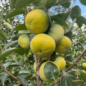 May include: Close-up of a persimmon tree branch laden with unripe, green-yellow fruit. The fruits are round and smooth, with a slight blush of yellow. Lush green leaves surround the fruit, with the LushKing logo in the bottom right corner.