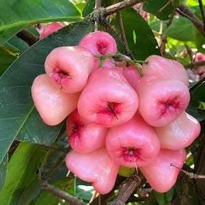 May include: A cluster of bell-shaped wax apples hanging from a tree branch. The fruit features a smooth, glossy skin with a gradient of pale pink to vibrant magenta hues, and each piece has a small, recessed center at the bottom end.