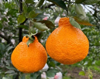 Dekopon Mandarin Tree Seedling | Sweet Sumo Citrus Plant, Shiranui Orange Bare Root Sapling