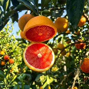 May include: A close-up shot of a blood orange cut in half, revealing its vibrant red interior. The orange is still attached to the tree, with other oranges and green leaves in the background. The image is well-lit, showcasing the fruit's texture and color.
