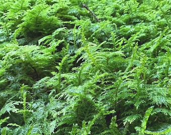 Fresh Irish Moss -Natural Moss for Terrariums, Crafts, Plants & Home Decor | Wicklow Moss Co