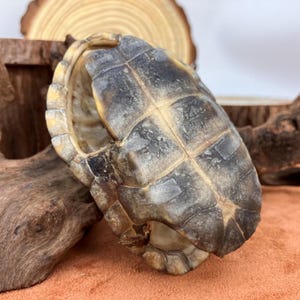 May include: A turtle shell with a textured, patterned surface. The shell is primarily brown and grey, with lighter yellow and tan accents. The shell is displayed on a wooden surface.