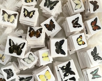 10-20-30-50-80-100-200PCS Random Real Butterfly Specimens With Outstretched Wings, Tropical Hybrids, Unframed Insect Artworks