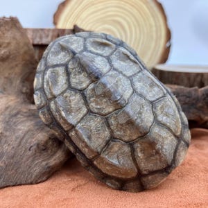 May include: A turtle shell with a textured, geometric pattern in shades of brown and gray. The shell is the focal point, with a natural wood background and a reddish-brown surface.