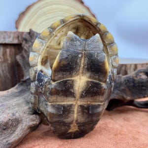 Real Animal Specimen Taxidermy Turtle Shell Biology Education Decor 8cm