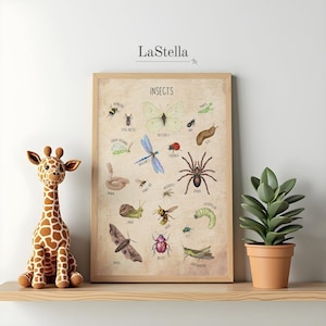 Póster imprimible de insectos en acuarela, lámina decorativa vintage para identificar insectos, lámina de guía de campo de entomología, decoración rústica inspirada en la naturaleza.