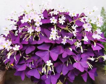 Bulbos de trébol morado: planta de interior decorativa de fácil cultivo (¡Buena suerte!)