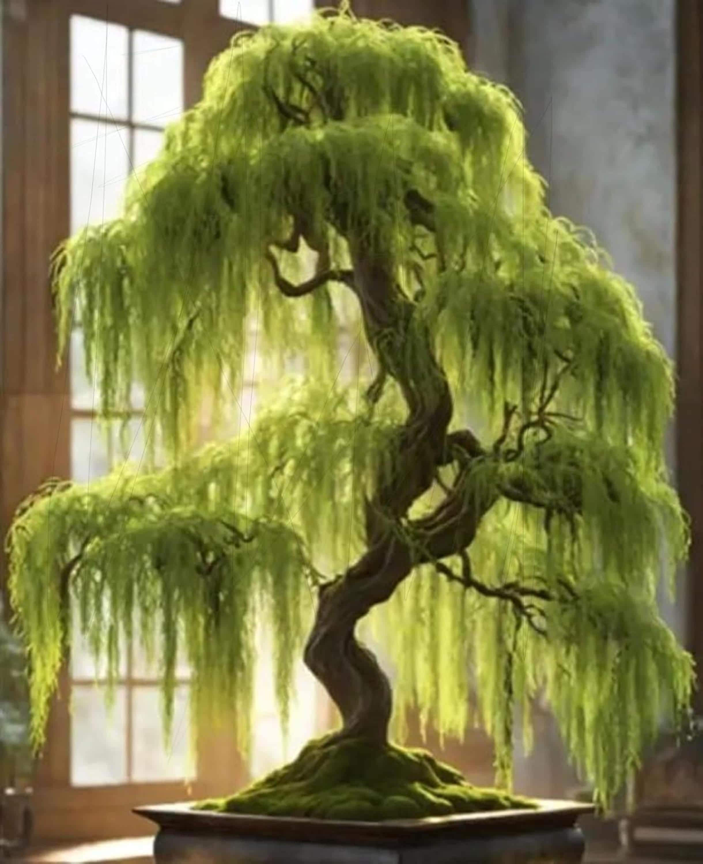 pdf bonsai Masters Series Pine Bonsai Book