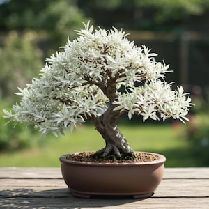 Pode incluir: Uma árvore bonsai com folhas brancas e tronco marrom em um vaso de cerâmica marrom. A árvore está em uma superfície de madeira com um fundo verde desfocado. As folhas são pequenas e numerosas, criando uma aparência cheia e texturizada. O vaso tem cerca de 20 cm de diâmetro.
