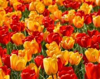 Bulbos de tulipán Banja Luka: Flores primaverales rojas y amarillas, fáciles de cultivar en el jardín.