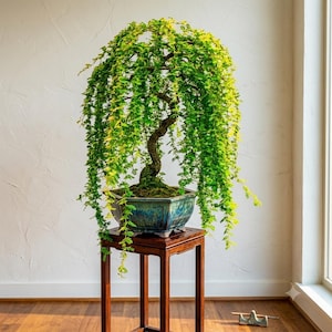 May include: A weeping bonsai tree with vibrant green foliage and a textured, curved trunk. The tree is planted in a rectangular, glazed blue and green ceramic pot, which rests on a tall, dark brown wooden stand with four slender legs.