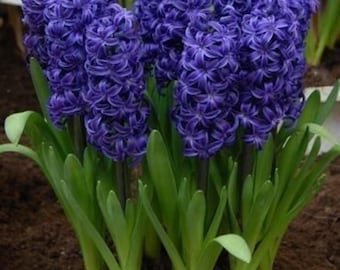 Lila Hyazinthen-Blumenzwiebeln: Duftende Frühlingsblumen für Innen (2 Stück)