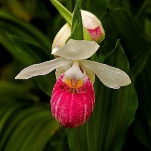 May include: A showy lady slipper orchid flower featuring a prominent, rounded, magenta-pink pouch with white vertical stripes, complemented by white lateral petals and a yellow-spotted interior, set against deep green, broad, veined foliage.