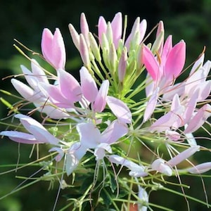 Puede incluir: Primer plano de una flor de Cleome, también conocida como flor de araña, con delicados pétalos rosas y blancos. La flor tiene estambres largos y delgados y se encuentra sobre un fondo verde borroso. La flor está en plena floración, mostrando sus intrincados detalles.