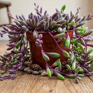 May include: A potted succulent plant with trailing stems of purple and green leaves. The plant is in a brown pot, resting on small stones and wood chips. The background includes a wooden floor and a blurred wooden chair.