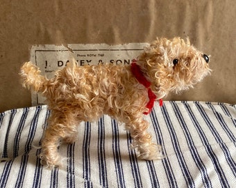 Apricot cockapoo, Apricot Cavachon, Apricot Labradoodle