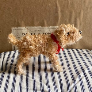 May include: A small, fluffy, light brown dog with a red collar is standing on a striped fabric. The dog is looking to the right of the image.
