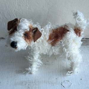 Wire-haired Jack Russell