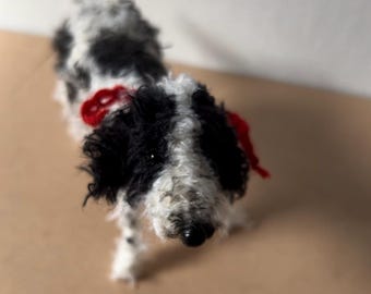 Black and white Springer Spaniel