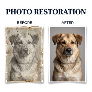 Pu&ograve; includere: Un confronto di restauro fotografico che mostra a sinistra una fotografia in bianco e nero seppia danneggiata di un cane etichettata come BEFORE, e a destra un ritratto ad alta risoluzione, nitido e a colori corretti, dello stesso cane etichettato come AFTER.