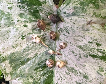 Alocasia Macrorrhiza Albo Corms