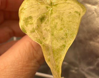 Alocasia Macrorrhiza Albo Corms - Already Sprouting~ Canada wide shipping included