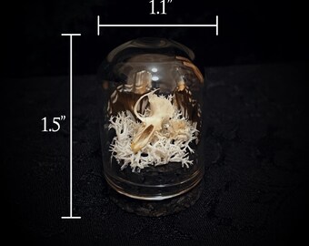 Nager Schädel und Schmetterling Flügel Miniatur Cloche